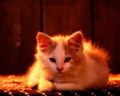 Tapeta Annimals 209.jpg